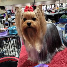 Isla - Yorkshire Terrier