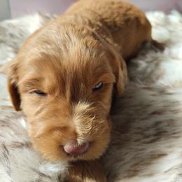 Penny - Caramel red female Labradoodle puppy in Apache Junction, Arizona from Loving Doodle