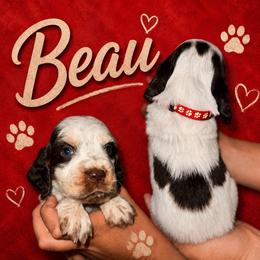Beau - Liver white and tan male English Springer Spaniel puppy in Williston, Florida from Parks Paradise Springers