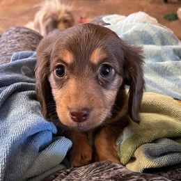 Dachshunds from Rancho De’Amore Mini Dachshunds