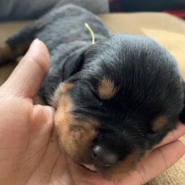 Rottweiler Puppies from Vom Haus Faulkner Rottweiler
