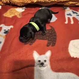 Link - Black and tan male Dachshund puppy in Meridian, Id 83646 3658, Idaho from Boise Best Mini Dachshunds