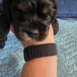 Dk blue collar - Black and tan male Cocker Spaniel puppy in South Milwaukee, Wisconsin from South East Wisconsin cocker spaniels