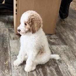 Prancee - Parti female Goldendoodle puppy in Indian Mound, Tennessee from Dana Walters