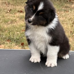 Ghost - Black tri-color male Australian Shepherd puppy in Augusta, Georgia from Incendia Aussies & Dobies