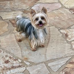 NOIR - Yorkshire Terrier