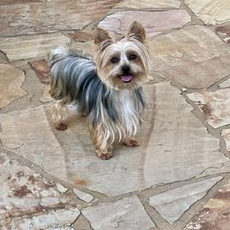 NOIR - Yorkshire Terrier