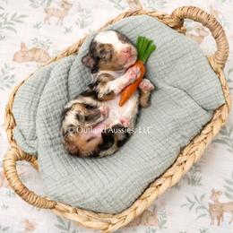 Root Beer - Red merle male Miniature Australian Shepherd puppy in Oklahoma City, Oklahoma from Outland Toy & Mini Aussies