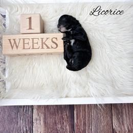 Licorice - Black male Poodle puppy in from Pink Poodles and Doodles