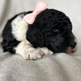 Noel - Parti female Poodle puppy in Lake Village, Indiana from Kennings Poodles and Company