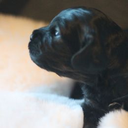 Cockapoo puppies from Gold Heart Pups