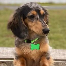 Dachshunds from Down South Doxies