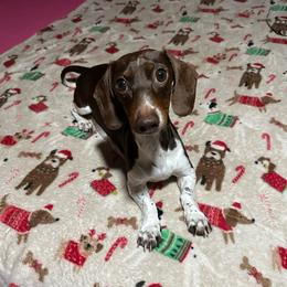 Nesta - Dachshund