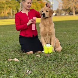 Golden Retriever Puppies from Aubergine Goldens