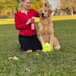 Golden Retriever Puppies from Aubergine Goldens
