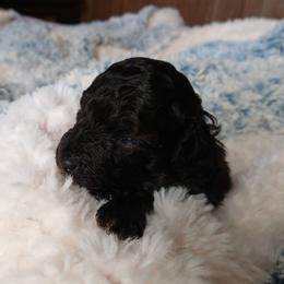 Lyka - Silver female Poodle puppy in Blanch, North Carolina from Faithful Hearts Kennel