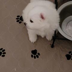 American Eskimo Dog Puppies from Diamond Storm Eskies