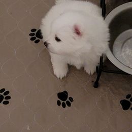 American Eskimo Dog Puppies from Diamond Storm Eskies