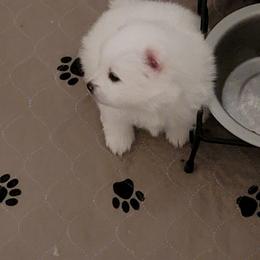 American Eskimo Dog Puppies from Diamond Storm Eskies