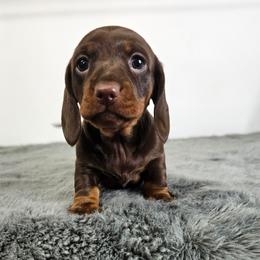 Chocolate and tan female - Chocolate and tan female Dachshund puppy in Belle Rive, Illinois from Akin's Miniature Dachshunds, LLC