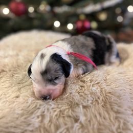 Glitter - Blue merle and white female Sheepadoodle puppy in Vernonia, Oregon from Life Unleashed Farm
