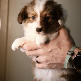 Eve - Sable female Pembroke Welsh Corgi puppy in South Otselic, New York from Ridge Top Corgis