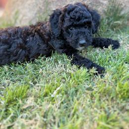 Barkley - Black female Goldendoodle puppy in Surprise, Arizona from Arizona West Valley Goldendoodles