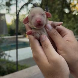 Moose - Cream male Dachshund puppy in Modesto, California from Golden State Mini Doxies