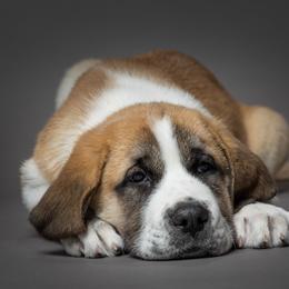 Anatolian Shepherd Dog Puppies from Fiddler’s Dream Anatolians