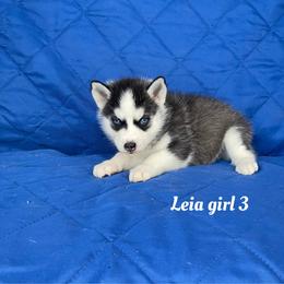 Leia girl 3 - Black and white female Siberian Husky puppy in Ocala, Florida from Florida Husky Puppies