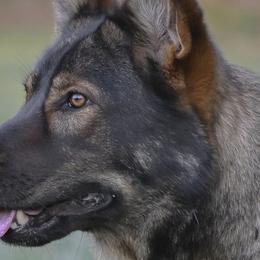 German Shepherds from Angelina Johnson