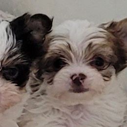 Yorkshire Terriers from BIOLA'S YORKIES