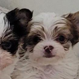 Yorkshire Terriers from BIOLA'S YORKIES
