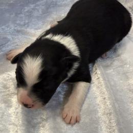 Cisco - Black tri-color male Australian Shepherd puppy in Mount Vernon, Texas from RJ's Aussie Posse