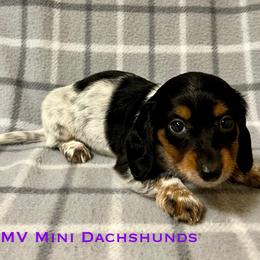 Countess - Piebald female Dachshund puppy in Carlsbad, Texas from MV Mini Dachshunds