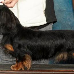 Bruno - Dachshund