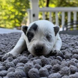 Australian Cattle Dog puppies from Fox Hill Farm & K9
