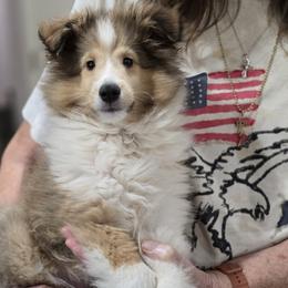 John Hancock (We are called Patriot Shelties.  This litter all have the call name of a U.S. patriot. You can name him whatever you like. - Sable and white male Shetland Sheepdog puppy in Waco, Texas from Patriot Shelties (not the scam person who stole my kennel name))