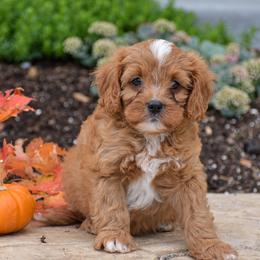 Austin - Red male Cavapoo puppy in Gap, Pennsylvania from Country View Puppies ( License 18816)