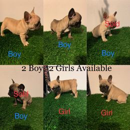 French Bulldog puppies from Gudino Gonzalez Frenchies
