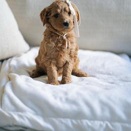 White collar girl - Belle - Red  female Goldendoodle puppy in Duncan, South Carolina from Abner Creek Poodles & Doodles