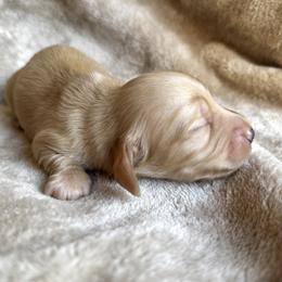 Cream Boy - Cream male Dachshund puppy in Fieldbrook, California from Honeydox Miniature Dachshunds