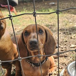 Black Girl - Red female Dachshund puppy in Boyd, Texas from Rachel's Dachshunds