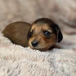 River - Red male Dachshund puppy in Tucson, Arizona from Crowned Doxies