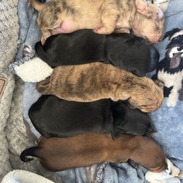 Dachshund Puppies from King Funny Farm
