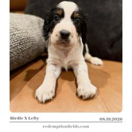 Birch - Black white and tan male English Springer Spaniel puppy in Arcadia, Florida from Redemption Fields Springer Spaniels