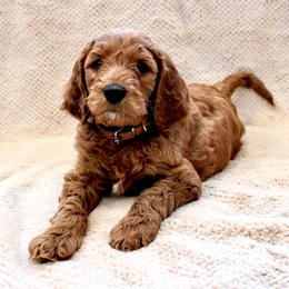 Canyon - Red  male Goldendoodle puppy in Payson, Utah from Mountainside Goldendoodle