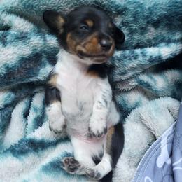 AKC Roscoe - Piebald male Dachshund puppy in Geneva, Florida from TGIF Doxies