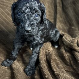 Cedar (Green Collar) - Black male Poodle puppy in League City, Texas from Chauffeured Poodles