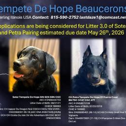 Beauceron puppies from Beaucerons of Tempete De Hope